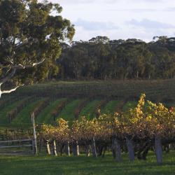 Barossa Valley Accommodation Houston