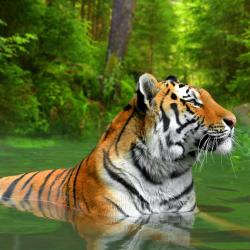 Sumatra Accommodation Houston