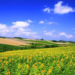 Hokkaido Accommodation Houston