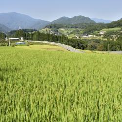 Miyazaki Accommodation Houston