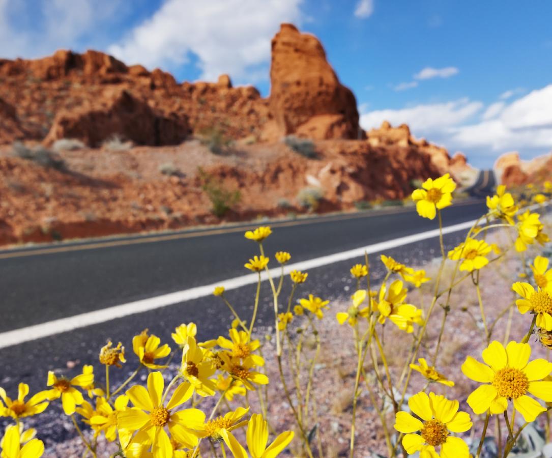 Desert Rose Resort & Cabins - thumb 36