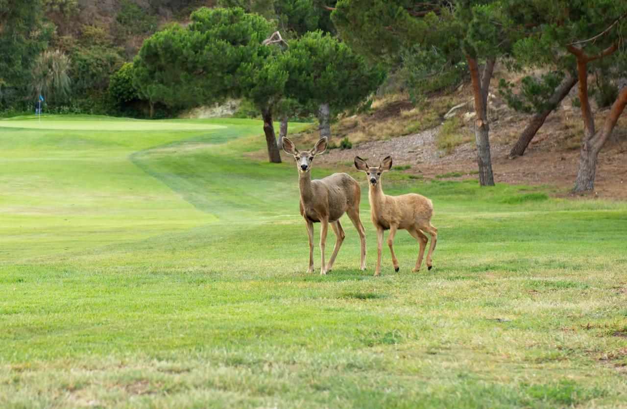 The Ranch At Laguna Beach - thumb 17