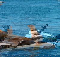 San Diego Shore Excursion San Diego Seal Tour - Accommodation Houston