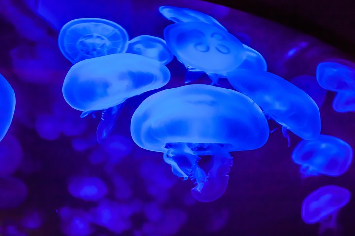 Shark Reef At Mandalay Bay Hotel And Casino - thumb 0