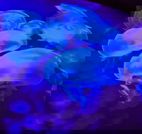 Shark Reef at Mandalay Bay Hotel and Casino - Accommodation Houston