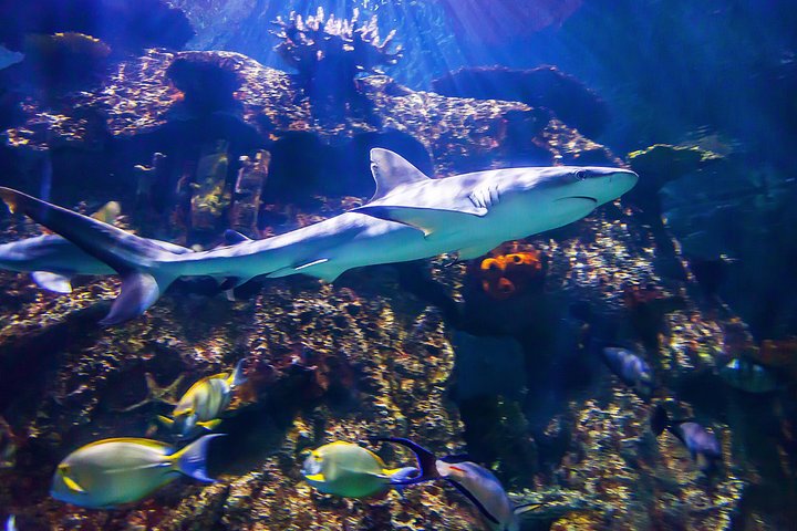 Shark Reef At Mandalay Bay Hotel And Casino - thumb 3