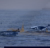 San Diego Whale Watching Cruise - Accommodation Houston