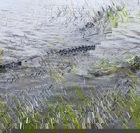 Everglades Airboat Safari - Accommodation Houston