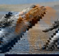 Alaska 7-Day Brown Bears and Denali Adventure from Anchorage - Accommodation Houston