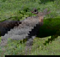 Ultimate Alaskan Adventure - Accommodation Houston