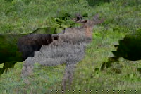 Arctic Vlg Ak Accommodation Houston