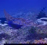 Night Manta Ray Adventure - Accommodation Houston