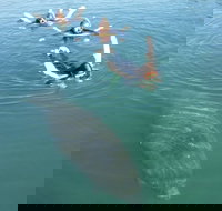 Manatee Snorkeling Tours - Accommodation Houston