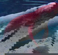 Swim with the Manatees Includes In-Water Guide/Photographer - Accommodation Houston