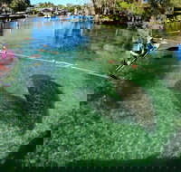 All Clear Kayak Manatee Viewing Ecotour With Local Guide - Accommodation Houston