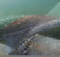 Swim With Manatees In Crystal River Florida - Accommodation Houston