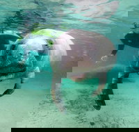 Manatee Snorkel Tour with In-Water Divemaster/Photographer - Accommodation Houston