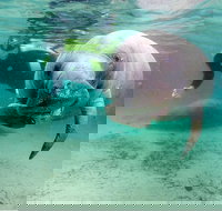 Small group Manatee Tour with In-Water Divemaster/Photographer - Accommodation Houston