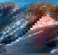 Small Group VIP Manatee Pontoon Tour - Accommodation Houston