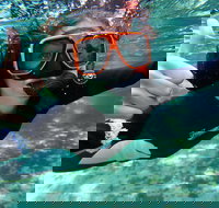 Crystal River Manatee Swim in Kings Bay National Wildlife Refuge - Accommodation Houston