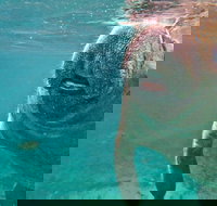 Self Drive Swim with Manatees on the Crystal River - Accommodation Houston