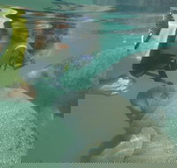 Deluxe Manatee Swim Tour - Accommodation Houston