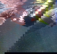 Manatees and Rainbow River by SCUBA or Snorkel - Accommodation Houston