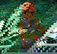 Fully Guided Zipline Canopy Tour through Kentucky River Palisades - Accommodation Houston