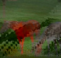 Half-Day Thoroughbred Horse Farm Tour in Kentucky - Accommodation Houston