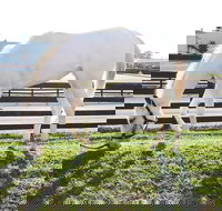 Rarest Thoroughbreds in the World Tour - Accommodation Houston