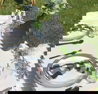 Outdoor Luxury Themed Picnic Setup in Detroit - Accommodation Houston