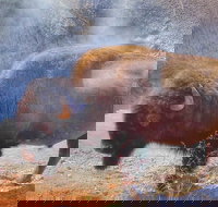 Private VIP Boutique Yellowstone Day Tour from Bozeman - Accommodation Houston