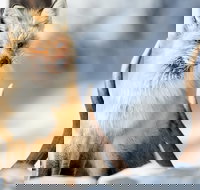 Winter Yellowstone Tour With Optional Hike or Snowshoe - Accommodation Houston