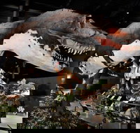 Branson Dinosaur Museum Admission Ticket - Accommodation Houston