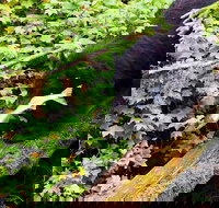 Traitors Cove Bear Viewing - Accommodation Houston