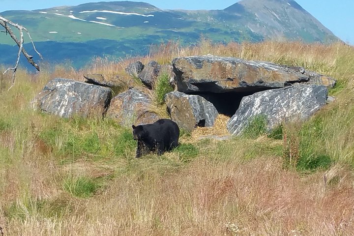 Alaska Wildlife Visit, 1-hr. Glacier Cruise Adventure & Anchorage City Tour - thumb 3