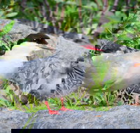 Alaska Wildlife Tour - Accommodation Houston