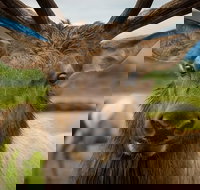 Glacier  Wildlife Discovery Tour - Accommodation Houston