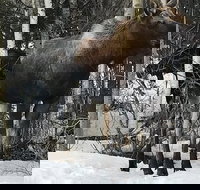 Winter - Wildlife  Turnagain Arm Tour - Accommodation Houston