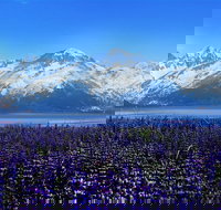 Alaska Wildlife Conservation Center Express - Accommodation Houston