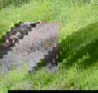 Bear Feeding at the Alaska Wildlife Conservation Center - Accommodation Houston