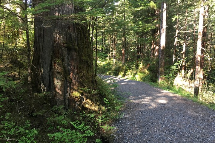 2 Hour Alaska Rainforest Walk And Totem Park Small Group Tour - thumb 1