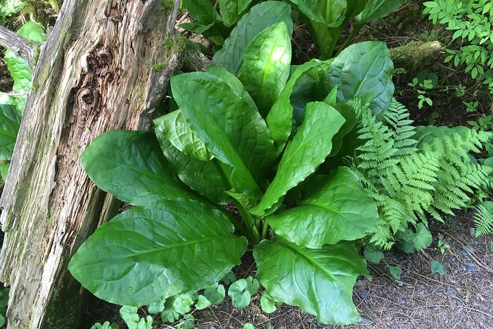 2 Hour Alaska Rainforest Walk And Totem Park Small Group Tour - thumb 3