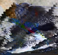 Neets Bay Bear Adventure  Flightseeing - Accommodation Houston