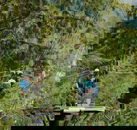 Rainforest Zip Skybridge  Rappel Adventure in Ketchikan AK - Accommodation Houston