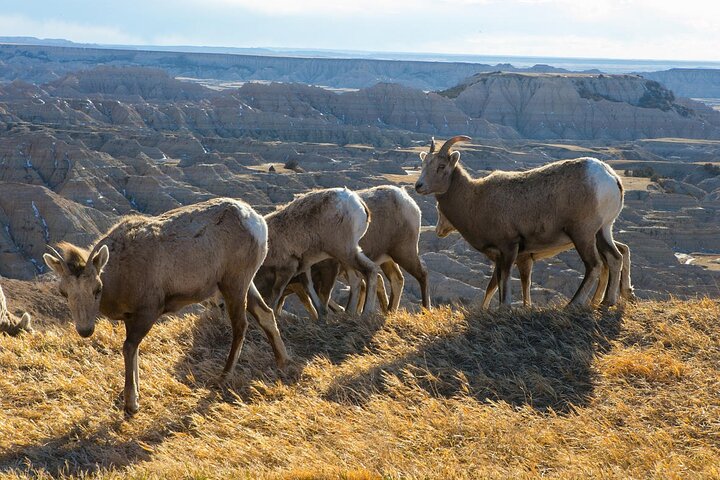 Private Group - Badlands Tour - thumb 2