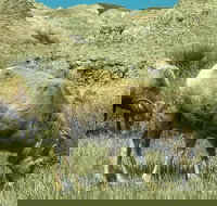 Private VIP Boutique Day Tour of Mt. Rushmore and The Badlands - Accommodation Houston