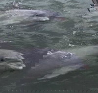 90-Minute Private Dolphin Tour in Hilton Head Island - Accommodation Houston