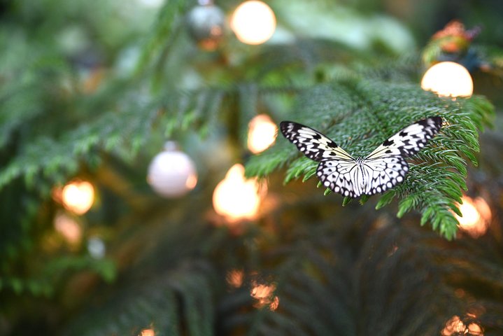 The Cockrell Butterfly Center Admission In Houston
