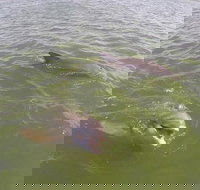 Hilton Head Disappearing Island Dolphin Tour - Accommodation Houston